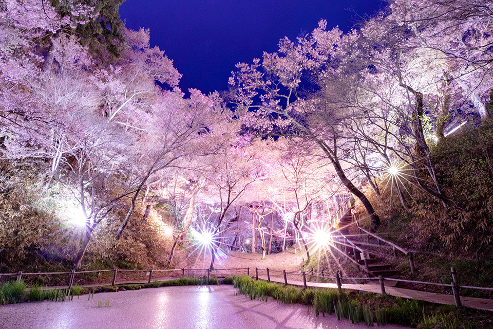 Sakura Matsuri (Cherry Blossoms Festival) in Takato Castle Site Park