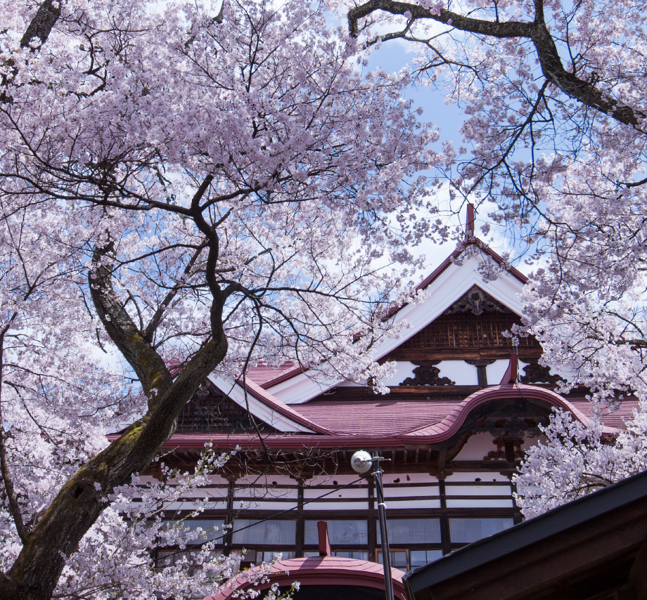 Sakura Matsuri (Cherry Blossoms Festival) in Takato Castle Site Park : PANORAMA INA CITY