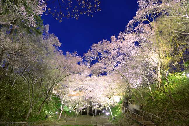 高遠城址公園 夜桜
