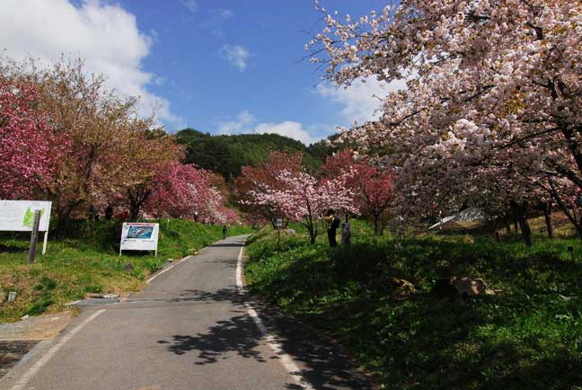 花の丘公園 八重桜